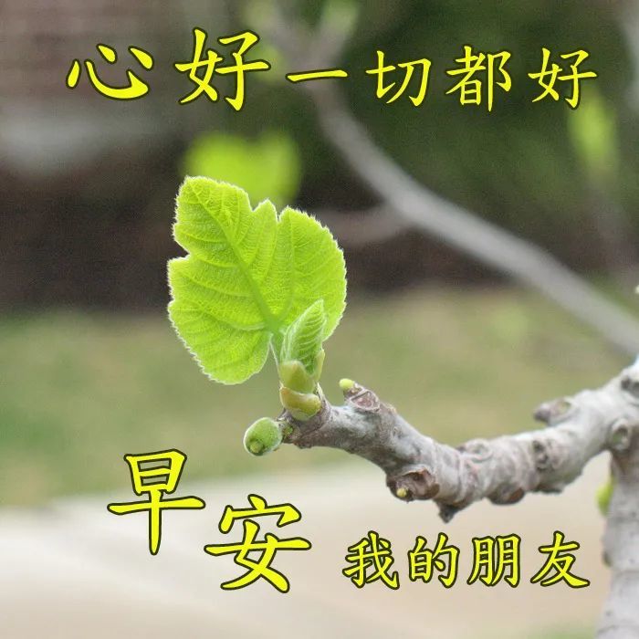 早上好问候语图片带字早上好表情包