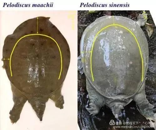 parviformis和东北鳖/p. maackii----万没想到东北的"王八犊子"居然