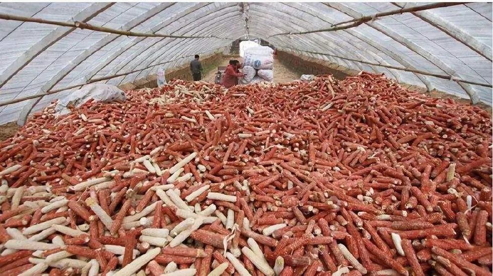 农村|在农村，做什么可以年赚20万？这4个项目潜力不错