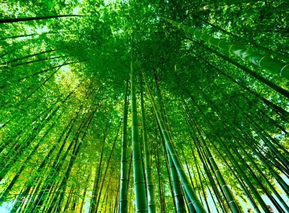 农村|在农村，做什么可以年赚20万？这4个项目潜力不错