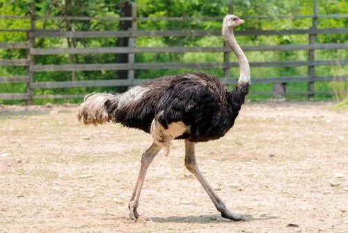 农村|在农村，做什么可以年赚20万？这4个项目潜力不错