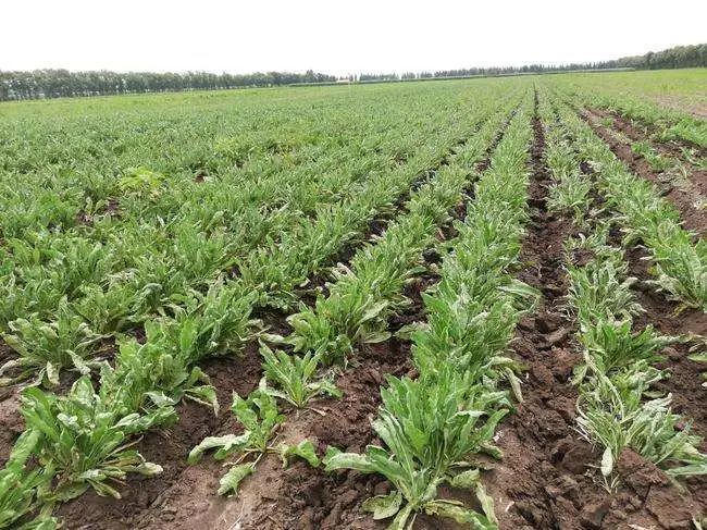 农村|在农村，做什么可以年赚20万？这4个项目潜力不错