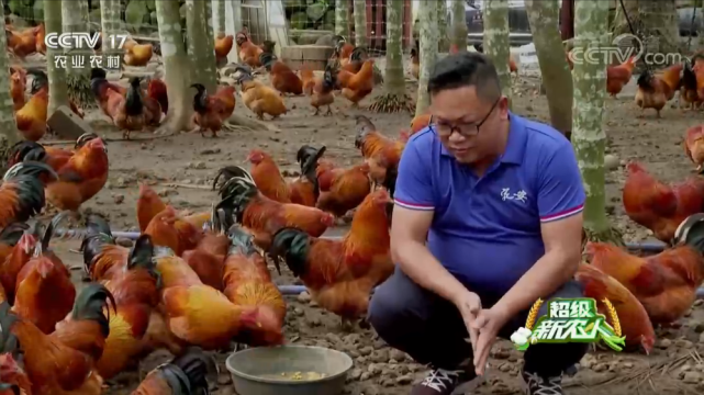 是他家乡的特产陈明泰来自海南定安龙门镇红花岭村这位鸡司令养鸡