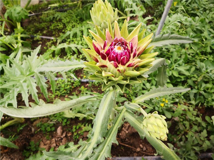 西藏白朗县:果蔬飘香奔小康_腾讯新闻