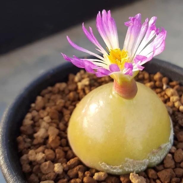 多肉灯泡(多肉灯泡怎么养护)