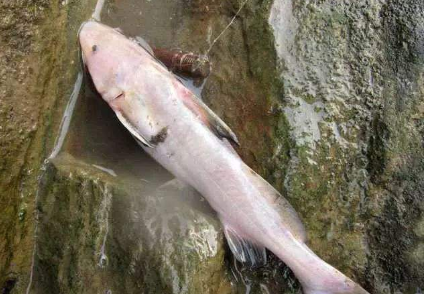 人称"肥王鱼",酷似鲶鱼,身上有毒刺,比河豚还鲜美200元1斤