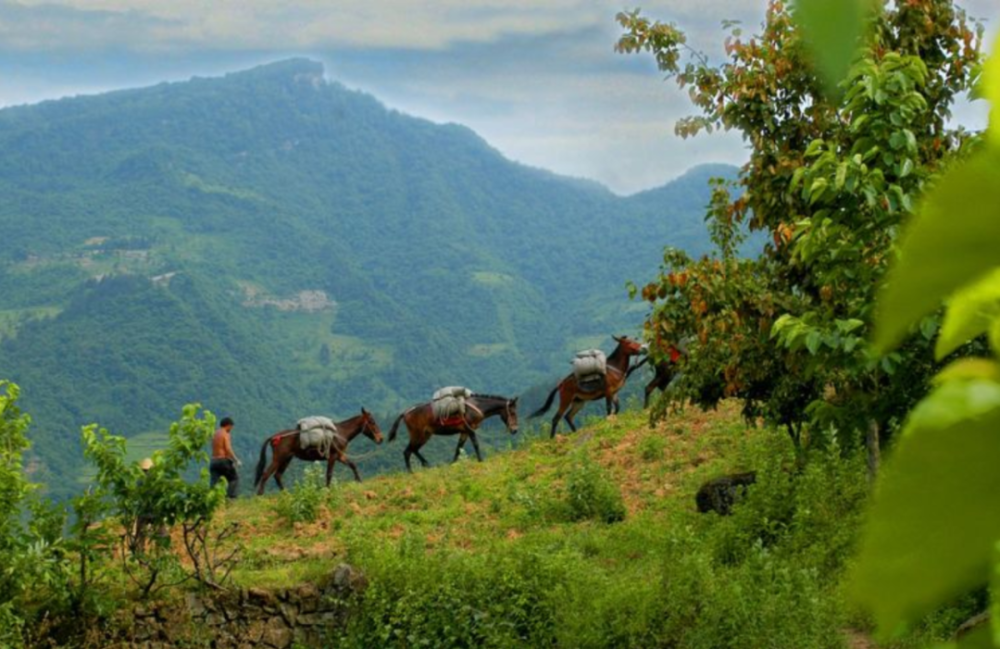 高山上的户外马夫