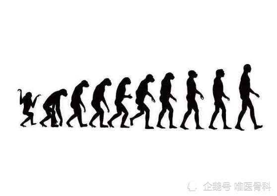 跟著骨科醫生一起探索 人類骨骼千年進化史的真相 1314健康站