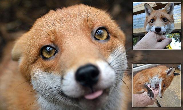 狐狸|俄罗斯科学家用60年驯化的一批狐狸，如今怎么样了？