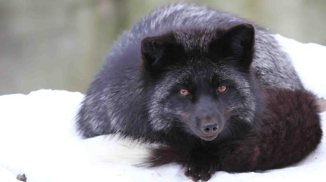 狐狸|俄罗斯科学家用60年驯化的一批狐狸，如今怎么样了？