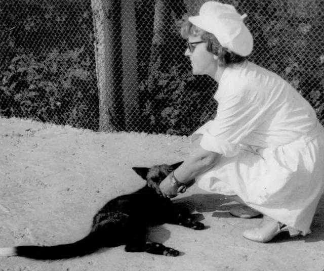 狐狸|俄罗斯科学家用60年驯化的一批狐狸，如今怎么样了？