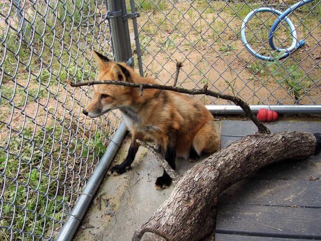 狐狸|俄罗斯科学家用60年驯化的一批狐狸，如今怎么样了？