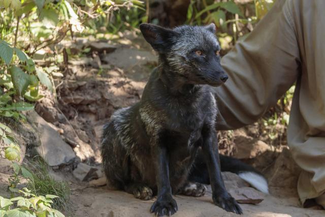 狐狸|俄罗斯科学家用60年驯化的一批狐狸，如今怎么样了？
