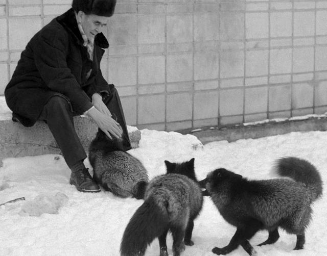 狐狸|俄罗斯科学家用60年驯化的一批狐狸，如今怎么样了？