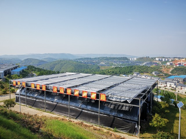 湖北郧阳香菇小镇托起扶贫大产业