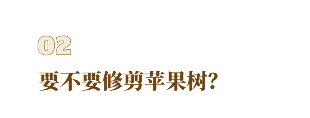 苹果_植物|在新西兰，我曾每天给苹果们做体检