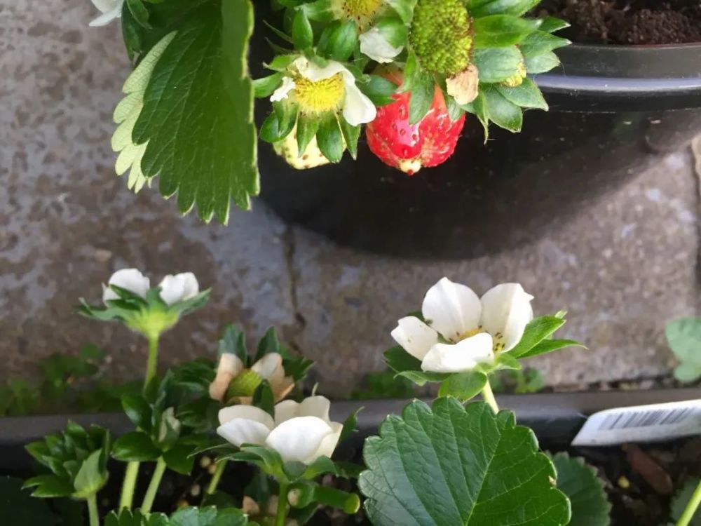 苹果_植物|在新西兰，我曾每天给苹果们做体检