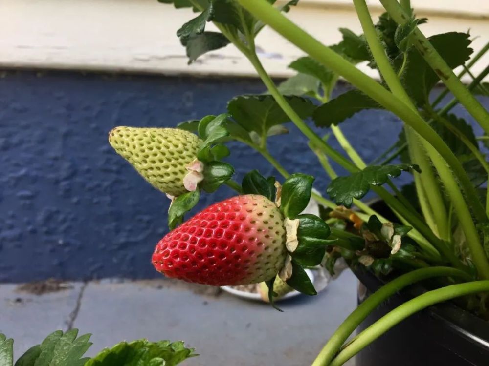苹果_植物|在新西兰，我曾每天给苹果们做体检