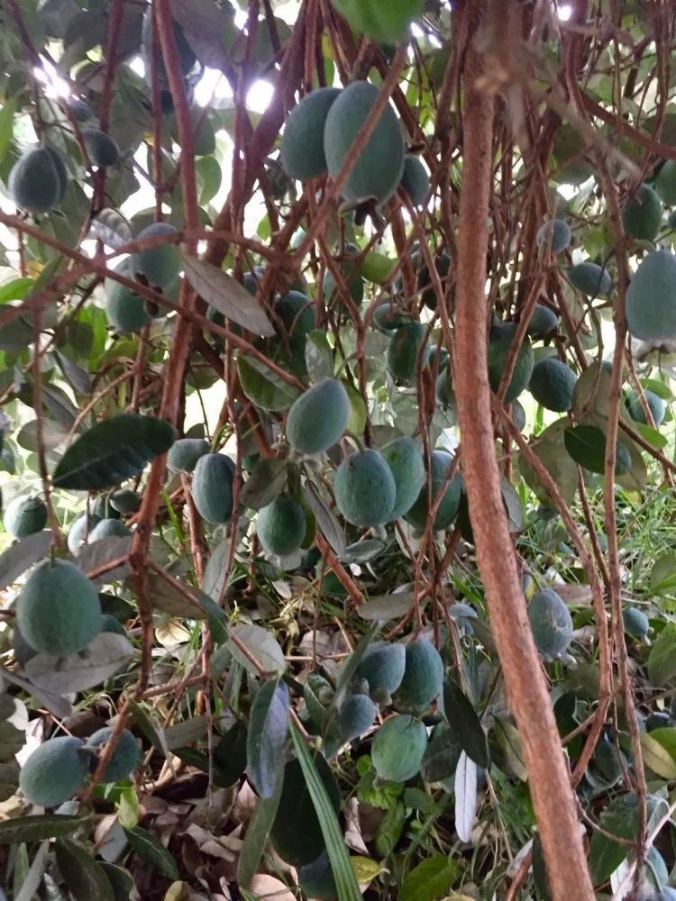 苹果_植物|在新西兰，我曾每天给苹果们做体检
