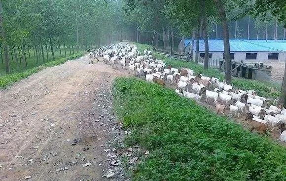 夜一|怎样放羊才能放肥？