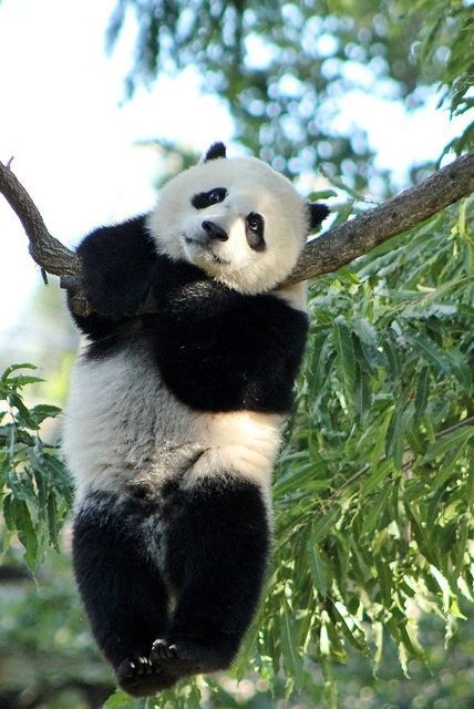 熊猫汤圆:可爱到想rua_腾讯新闻