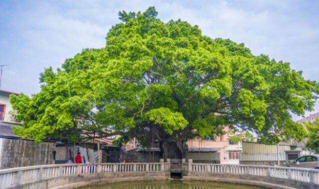 福建一棵152岁的大榕树,枝冠覆盖700多平方米,肚里还藏着一座庙