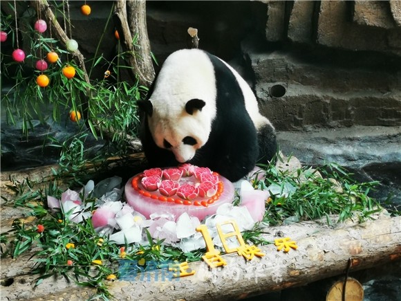 萌翻了大熊猫娅双18岁生日特制冰蛋糕被用来搓背