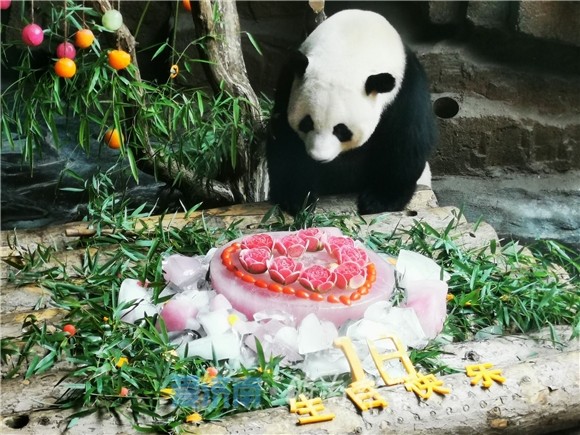 萌翻了大熊猫娅双18岁生日特制冰蛋糕被用来搓背