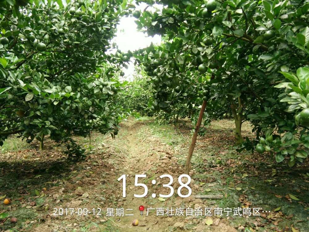 柑橘|柑橘种植冬季异常落叶原因有哪些？