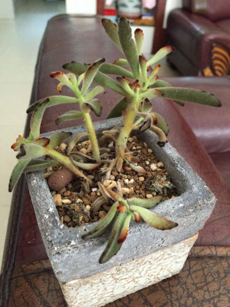 夏季多肉养不长 叶片脱落茎干发黑 怎么办 腾讯新闻