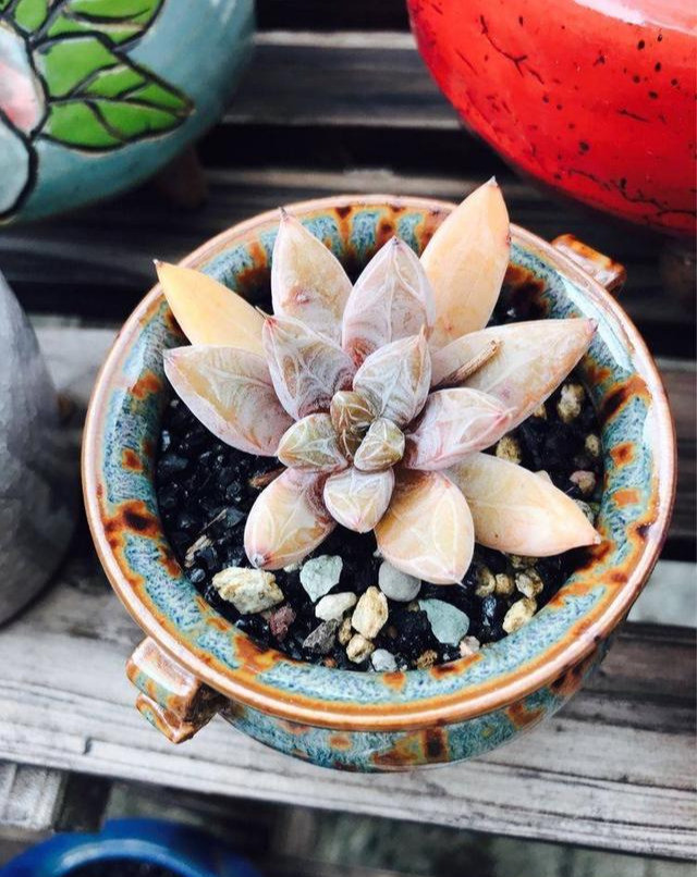 夏季多肉养不长 叶片脱落茎干发黑 怎么办 腾讯新闻