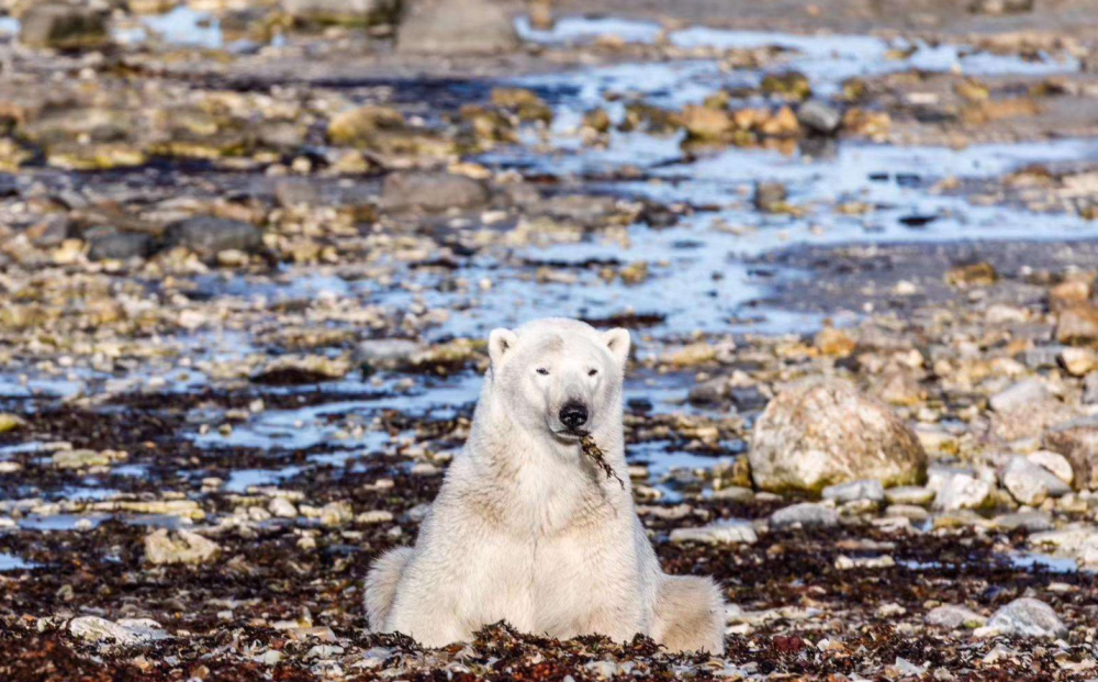 科学家|科学家发现2300万年前的“树叶”！给人类提了个醒？