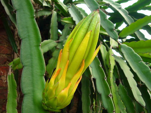 霸王花,是植物花卉也可以药用,吃起来却qq的,糯糯的,口感好独特_腾讯