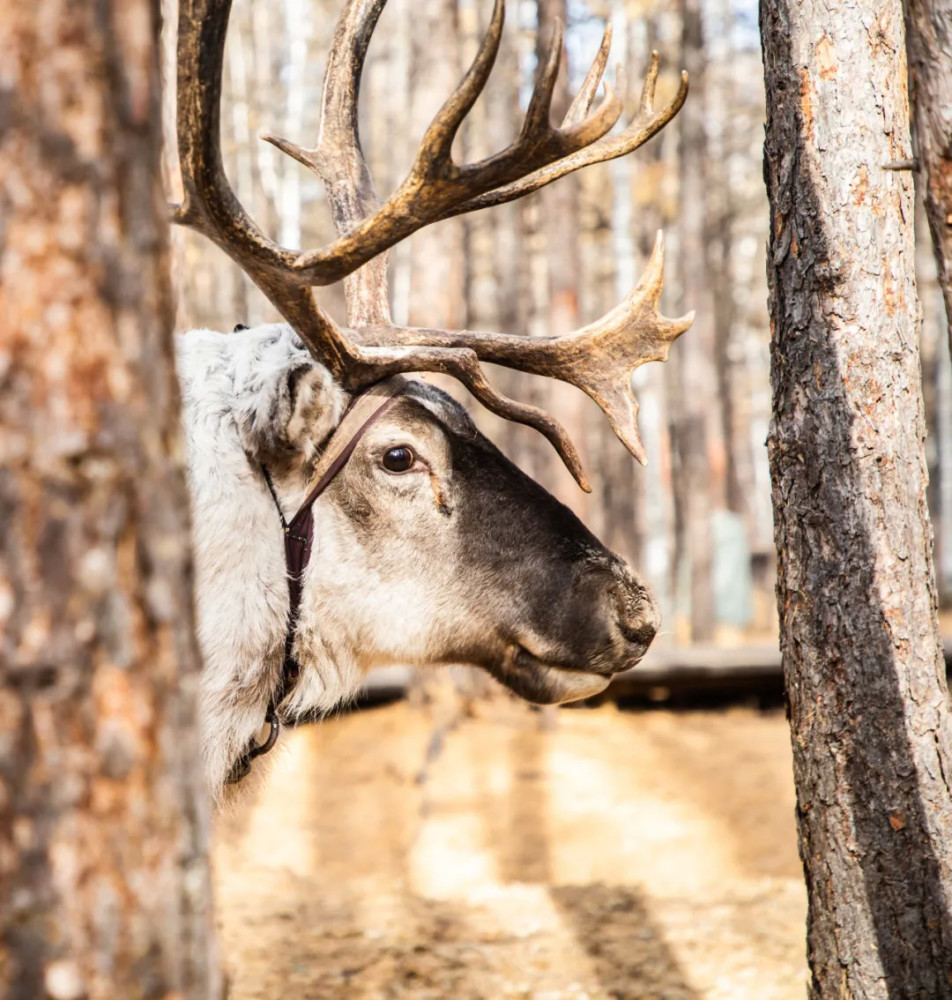 不用远赴北欧就能遇见驯鹿!北纬50°上的极致秋色,马上就要美成童话