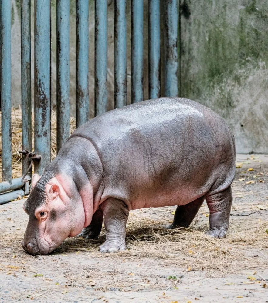 小河马"喜蛋"茁壮成长_腾讯新闻
