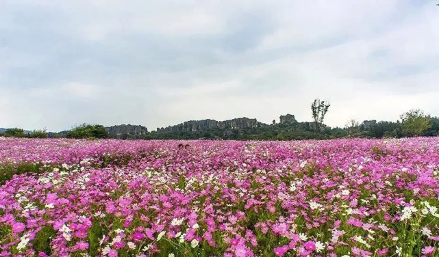 雲南初秋賞花攻略,快收好!