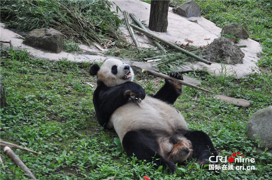 大熊猫希梦的悠闲老年生活