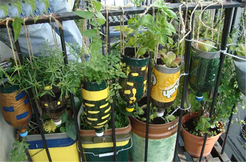 捡来的塑料瓶别扔了这样改成花盆种绿植自家阳台都能成小森林