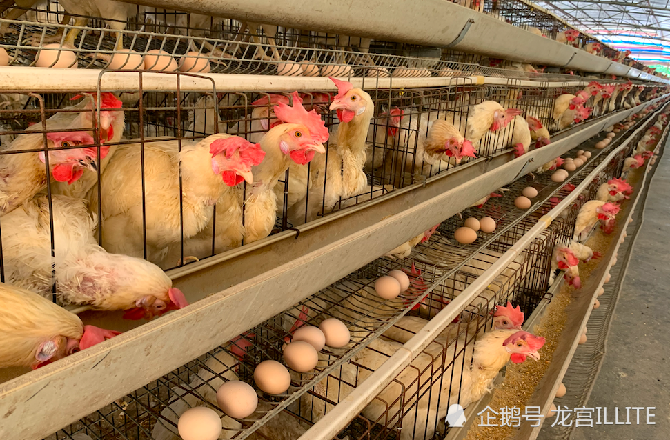蛋鸡|同样是养蛋鸡，为什么你的养殖成本比别人高？