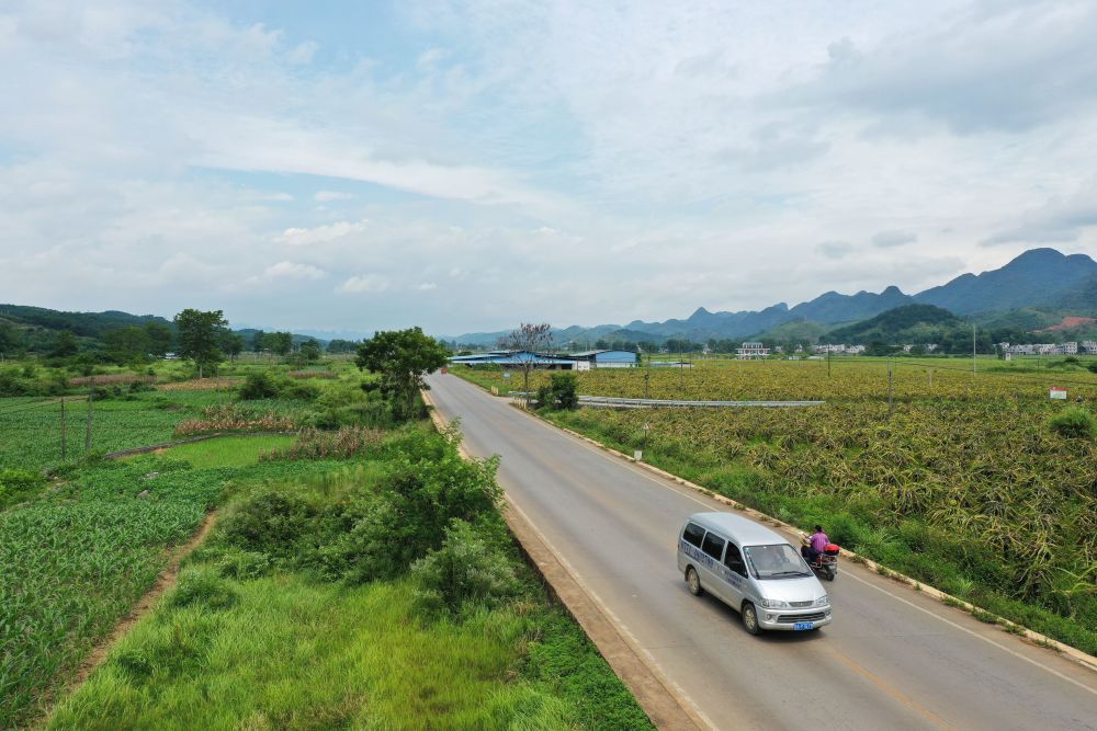 百色市平果县太平镇火龙果基地产业路 摄影 罗彩琨