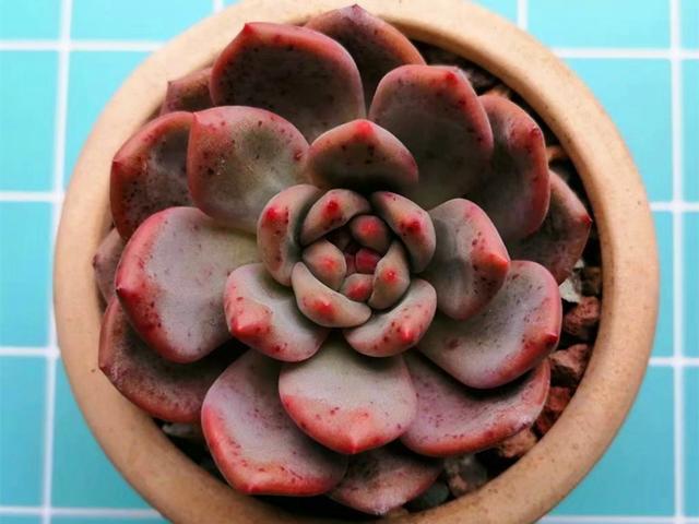 多肉凌雪补光灯下也能养出好状态血色斑点是它最美的妆容