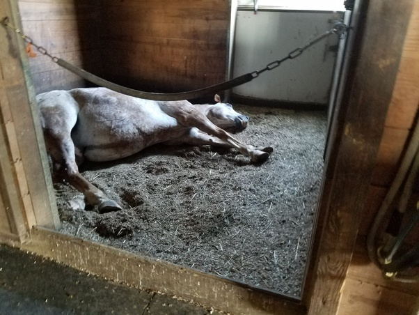 睡眠|马为什么可以站着睡觉，腿不累吗？