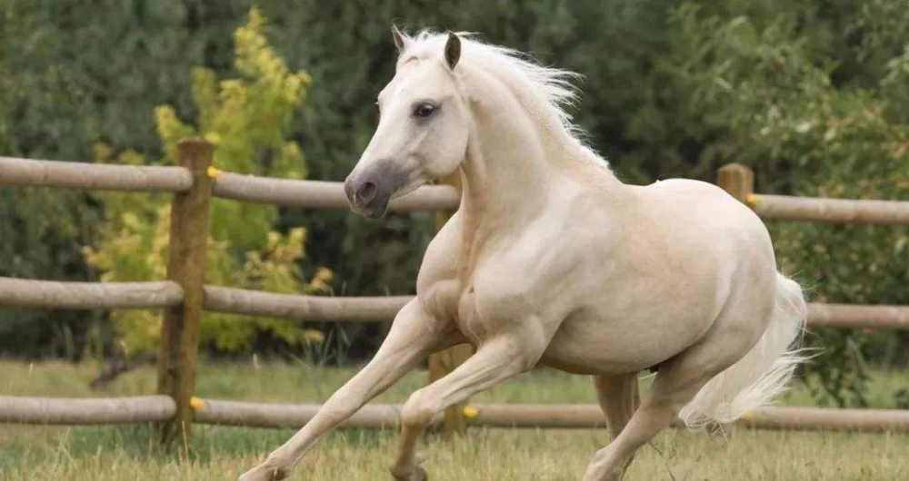 睡眠|马为什么可以站着睡觉，腿不累吗？