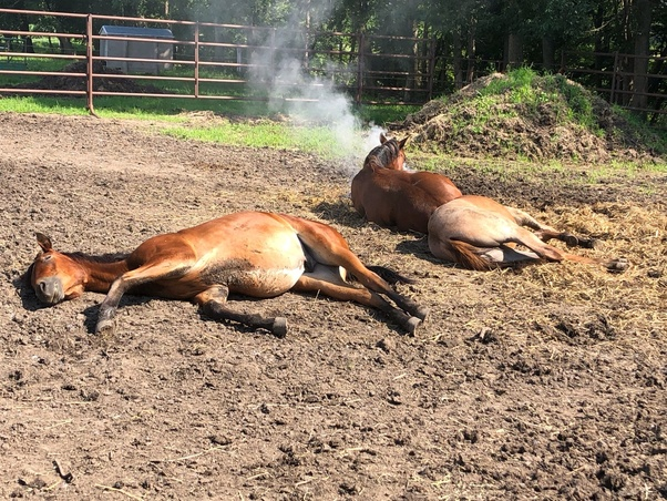 睡眠|马为什么可以站着睡觉，腿不累吗？