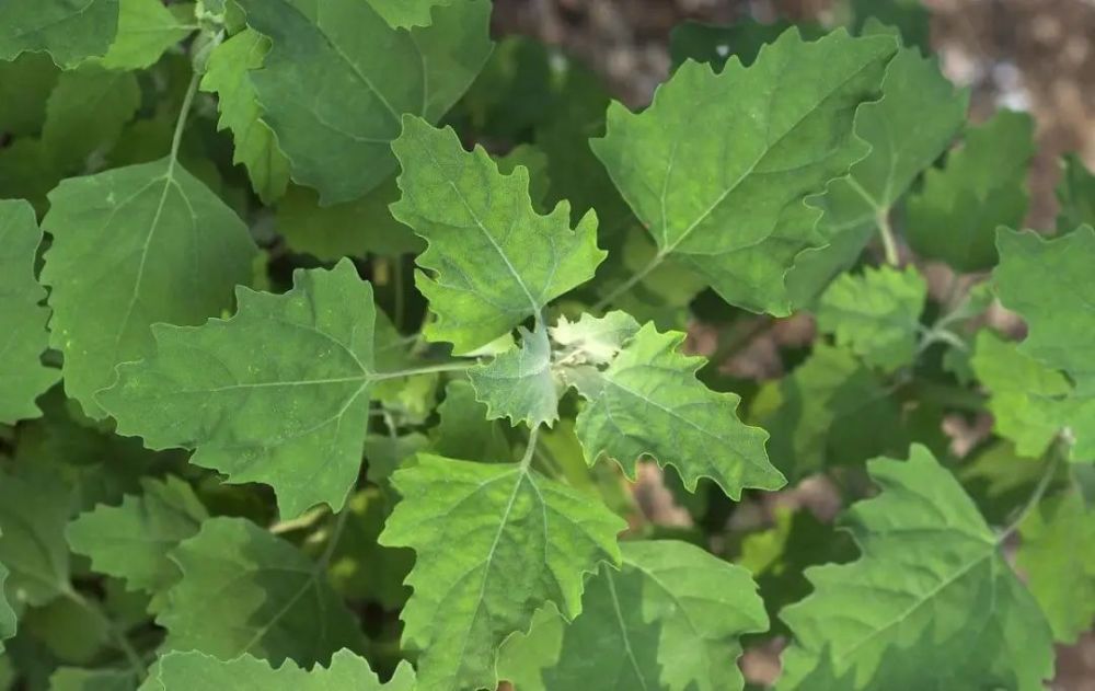 藜科,禾本科等草本植物花粉为主,致敏性强于春季木本植物,花粉过敏患