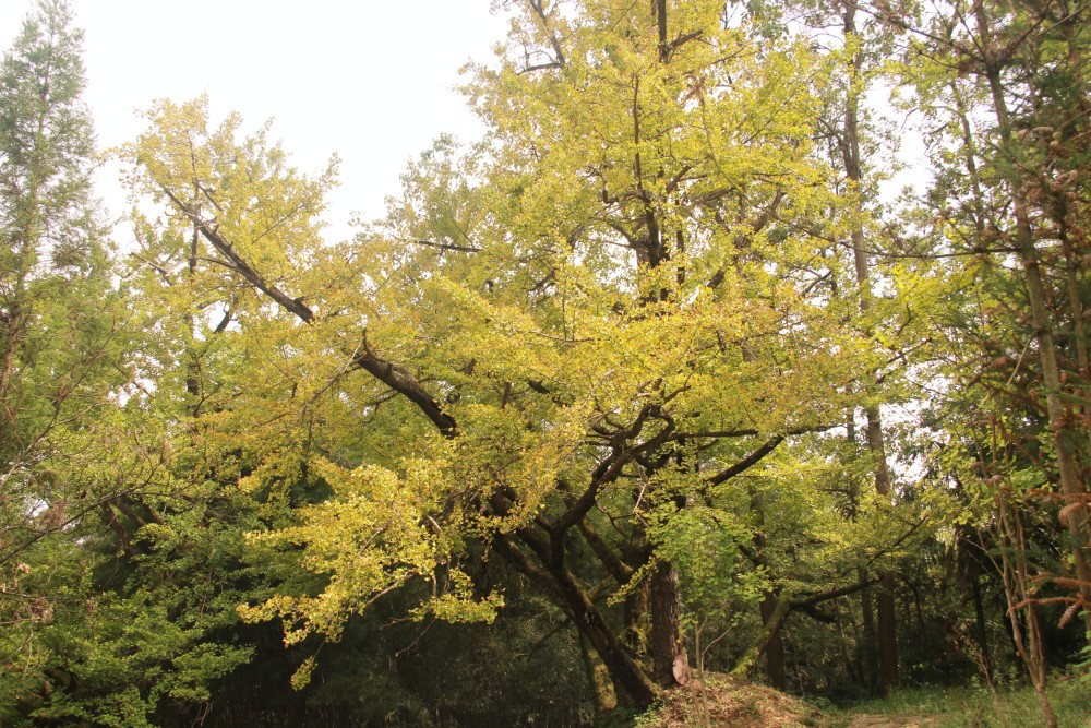 多彩贵州妥乐古银杏风景区六盘水盘州市金秋里的绚烂村寨