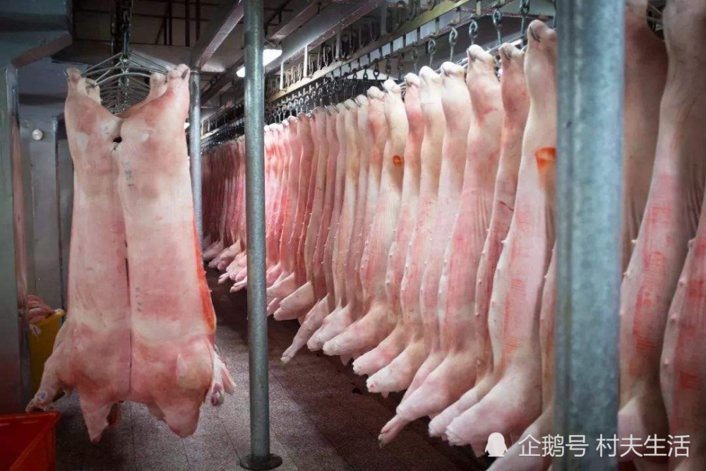 猪肉|为什么卖猪肉的常拿一块布在猪肉上擦？我是才知道，别乱买了