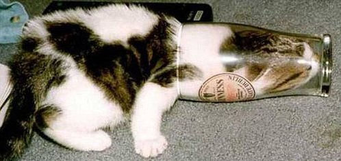 好奇害死猫结局(好奇害死猫结局解析)