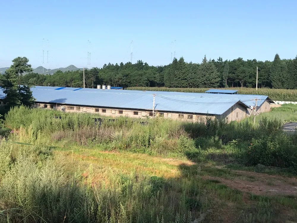 云南农村一家公司农户养殖场实地探访