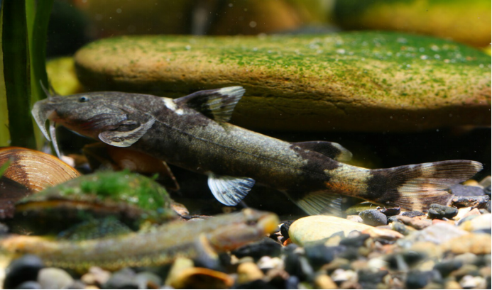 這也是在野外很容易就能抓到的本土觀賞魚,而且這種魚是一種植食性的